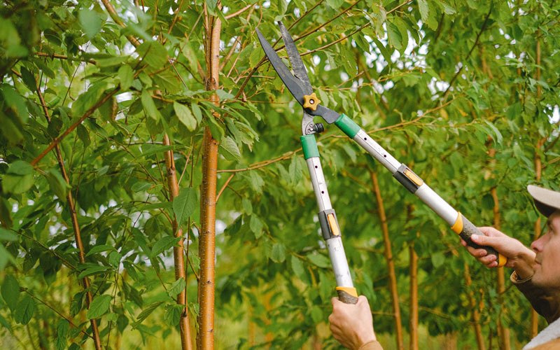 Tree trimming in Repton, AL