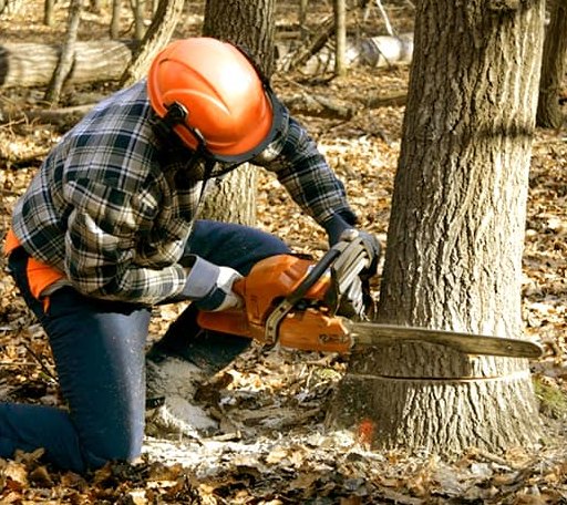 Tree Removal in Repton, AL